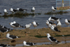 1cy fuscus in August, ringed in Finland. (81365 bytes)